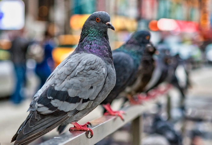 Falchi contro piccioni, da martedì via al bird control