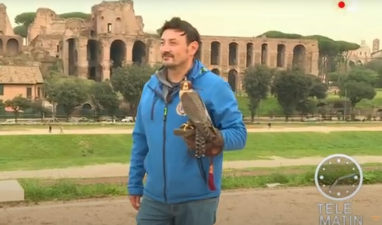 Ecco perché l’utilizzo dei falchi per cacciare i gabbiani dal Campidoglio non è una novità