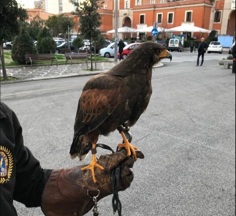 Latina dice addio agli storni: allontanati grazie all’uso dei falchi